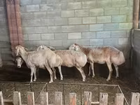 Juh, Afghan Arabi sheep — 1. fotó