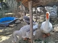 Geese — foto 5