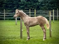 Kanca, Black Sea breed — 3. fotó