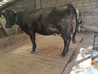 Kuh, Simmental cattle — Foto 4