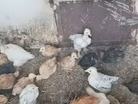 Chickens — 4-сурет