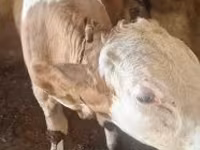 Bulle, Simmental cattle — Foto 5