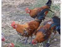 Chickens — 照片 1