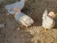 Chickens — 照片 3