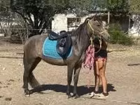 Mare, Hucul pony — photo 4