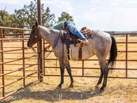 Caballo, Quarter Horse — foto 8