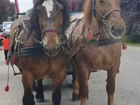 Madyan, Percheron — foto 7