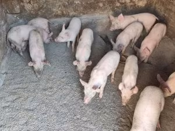 Pigs (batch, sex not specified), Pigs — Hungary