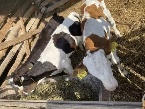 Бұқа, Simmental cattle — Венгрия