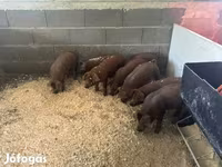 नर सूअर, Мангалица — फ़ोटो 3