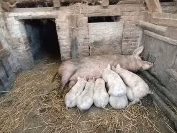 Sow, Pigs — Hungary