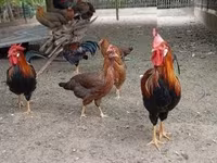 Chickens — 2-сурет