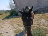Klisna, Skyros Pony — foto 2