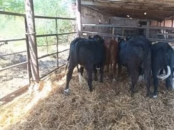 Cow, Aberdeen-Angus — Hungary