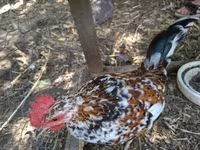 bantam japonais — photo 1