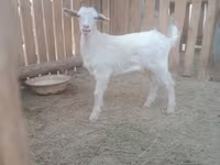Koza, Russian White goat — zdjęcie 3
