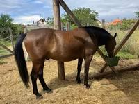 Hing, Lipizzaner — 7. fotó
