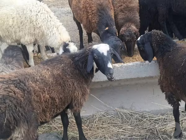 Ram, Sheep