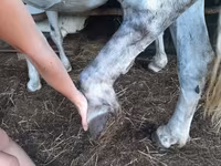 母马, Hungarian horse breed — 照片 3