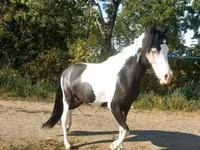 Mare, Horses — photo 5