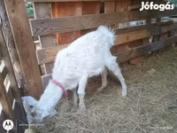 Cabro, Cabras — foto 3