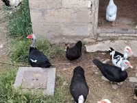 domowa kaczka piżmowa — zdjęcie 1