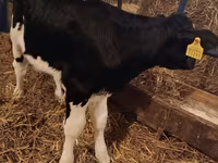 Bika, Simmental cattle — 5. fotó