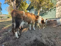 Kuh, Simmental cattle — Foto 1