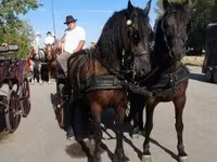 حصان, Friesian — الصورة 1