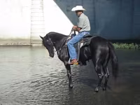 Égua, Tennessee Walking Horse — foto 3