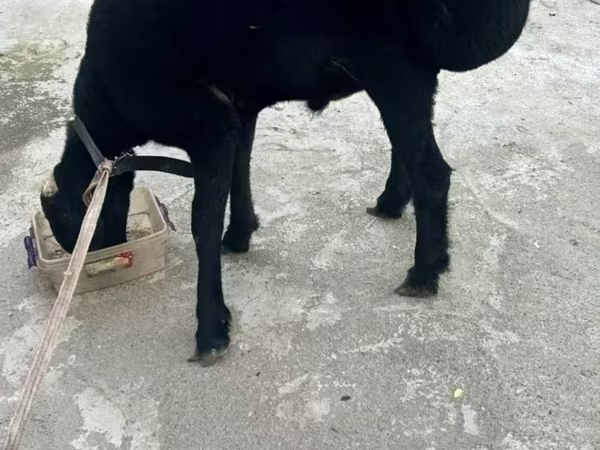 公羊, Sheep