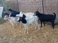 Bak, Saanen goat — 2. fotó