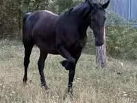 Stute, Friesian — Foto 5