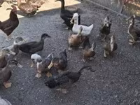 Ducks — foto 2