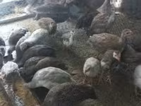 Guinea fowl — photo 4