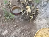 Ducks — 照片 5