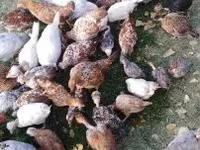 Chickens — foto 6