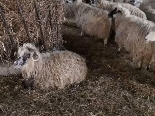 نعجة, Racka sheep — هنغاريا