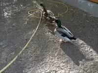 Ducks — फ़ोटो 2
