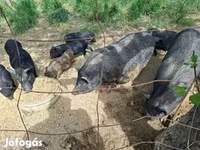 Boar, Вьетнамская вислобрюхая — photo 3