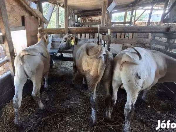 Bika, Holstein fajta — Magyarország