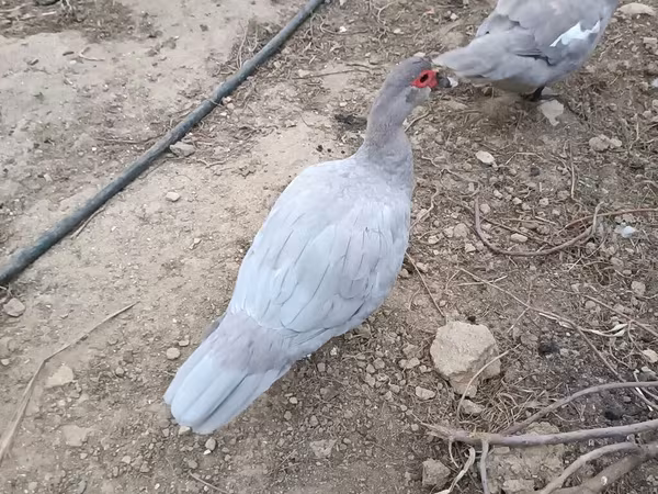 Domestic Muscovy