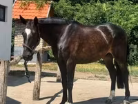 Hing, Belgian warmblood horse — 7. fotó