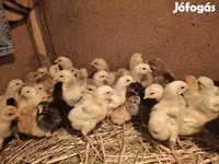 Chickens — foto 3