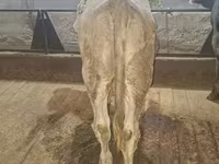 Bulle, Simmental cattle — Foto 3