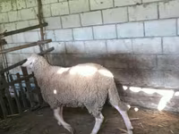 Kos, Baerchuke sheep — 2. fotó