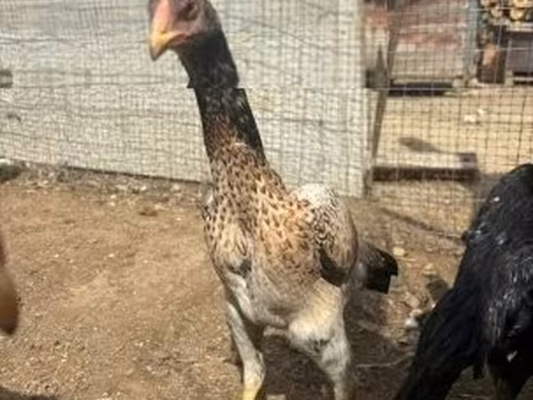 Chickens — Hungary