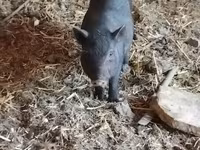 Boar, Pigs — photo 3