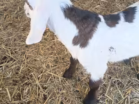 Billy Goat, Nubian Goat — photo 2