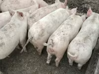公猪, Pigs — 照片 2